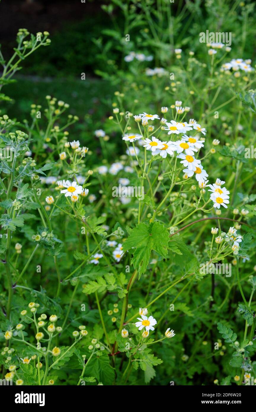 Feverfew (Tanacetum parthenium, Chrysanthemum parthemium or Matricaria