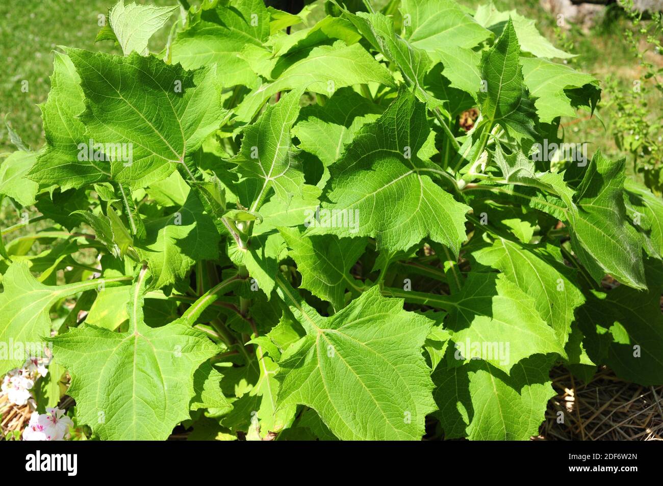 Yacon or Peruvian ground apple (Smallanthus sonchifolius) is a perennial herb native to Andes. Its tuberous roots are edible. Stock Photo