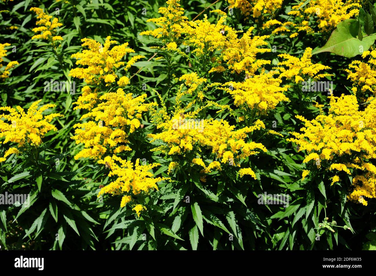 European goldenrod (Solidago virgaurea) is a perennial herb native to Eurasia and north Africa. Flowering plants. Stock Photo