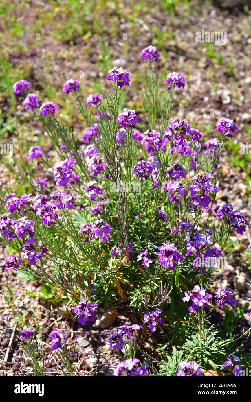 Alheli montuño (Erysimum bicolor) is a subshrub endemic to Canary Islands except Fuerteventura and Lanzarote. Stock Photo