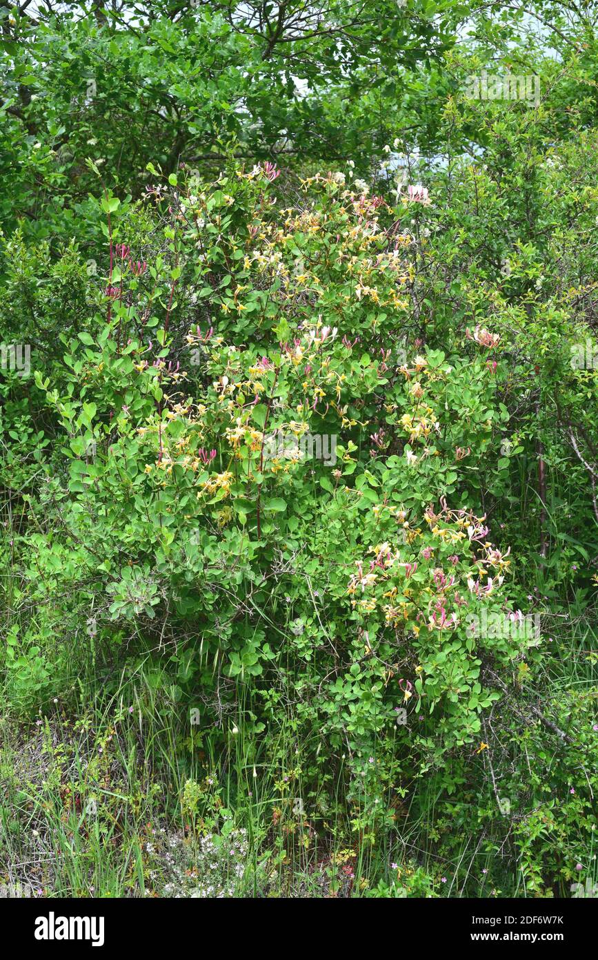 Etruscan honeysuckle (Lonicera etrusca) is a deciduous climber plant native to Europe. This photo was taken in Burgos province, Castilla-Leon, Spain. Stock Photo