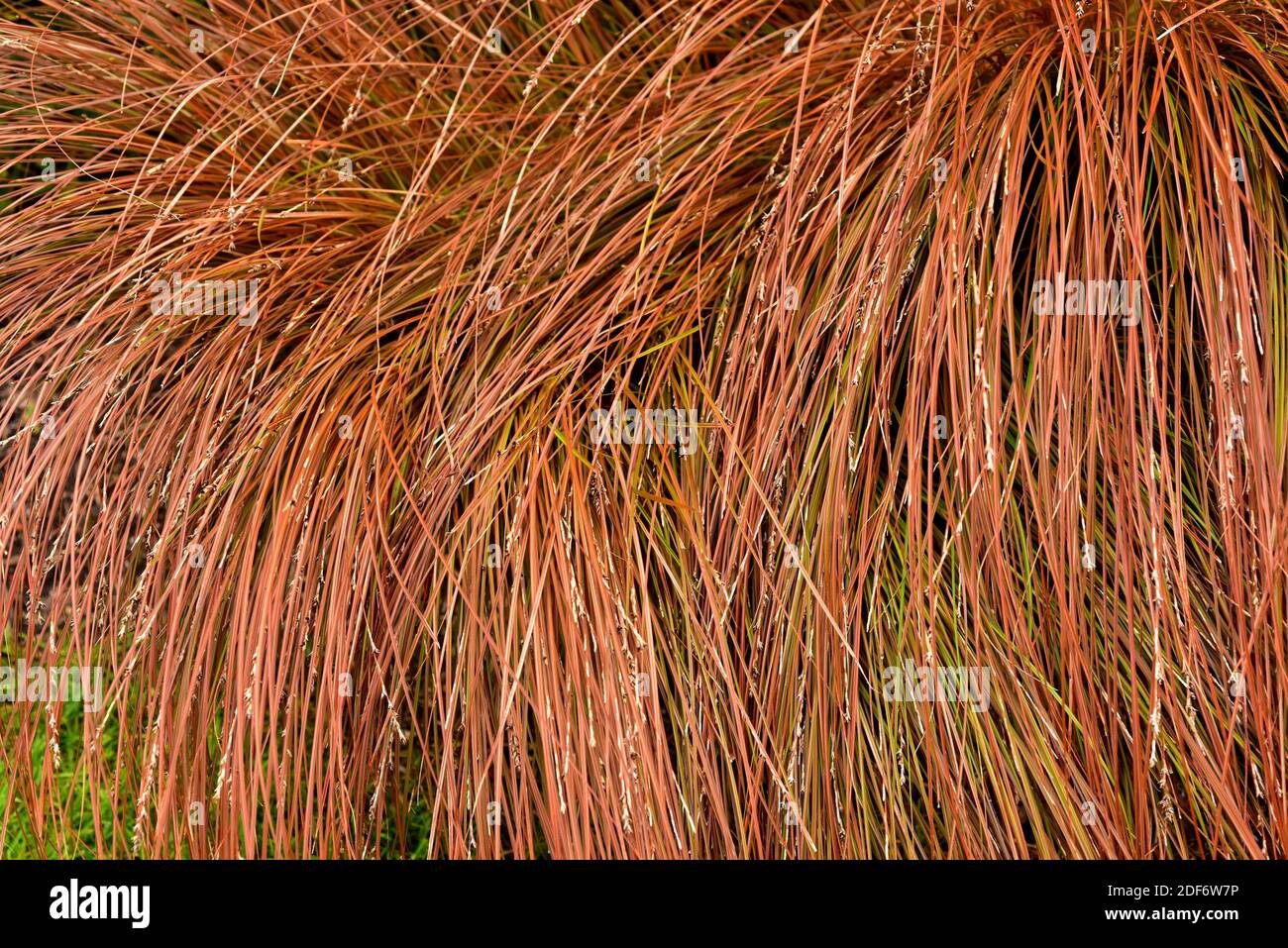 Weeping brown sedge (Carex flagellifera) is a perennial ornamental herb native to New Zealand. Stock Photo