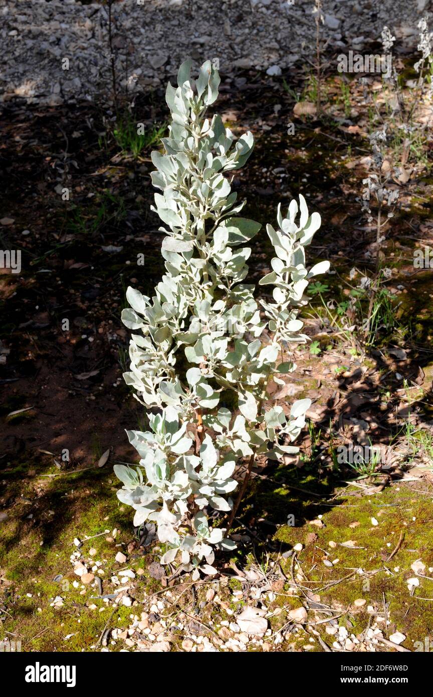 Estepa blanca, jaguarzo blanco or jara blanca (Halimium atriplicifolium) is a hairy shrub native to southern Spain and northern Morocco. This photo Stock Photo