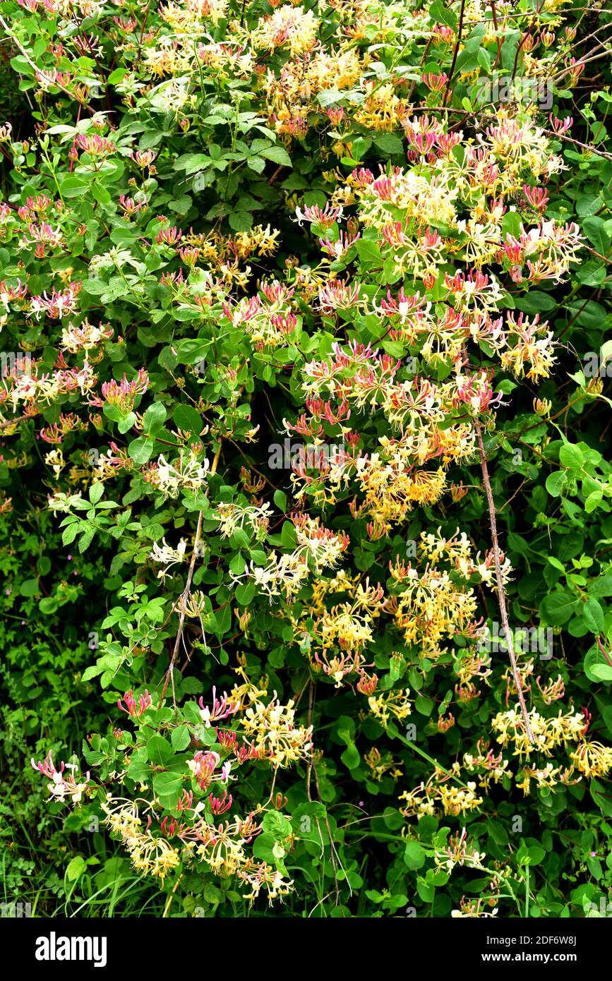 Etruscan honeysuckle (Lonicera etrusca) is a deciduous climber plant native to Europe. This photo was taken in Burgos province, Castilla-Leon, Spain. Stock Photo
