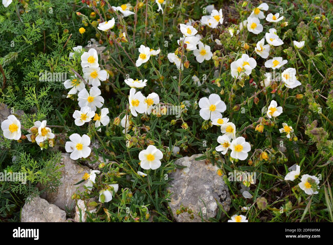 White rock-rose (Helianthemum apenninum) is a subshrub native to Spain, France, Italy, Greece and northwestern Africa. This photo was taken in La Stock Photo