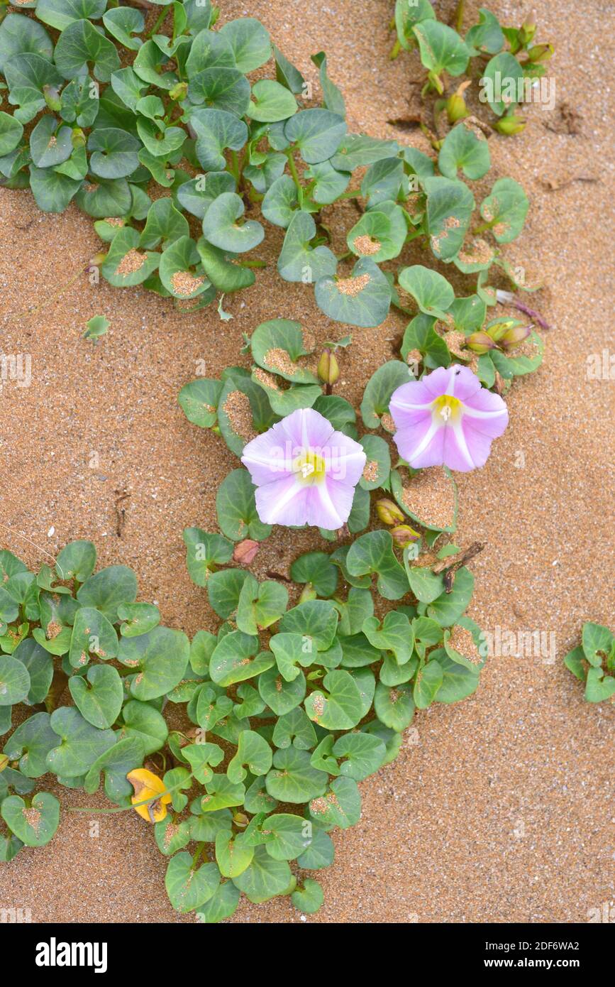 Beach morning glory or shore bindweed (Calystegia soldanella or Convolvulus soldanella) is a perennial vine native to beach sand habitats in Stock Photo