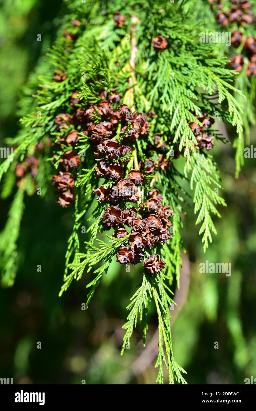 Lawson cypress (Chamaecyparis lawsoniana) is an evergreen coniferous