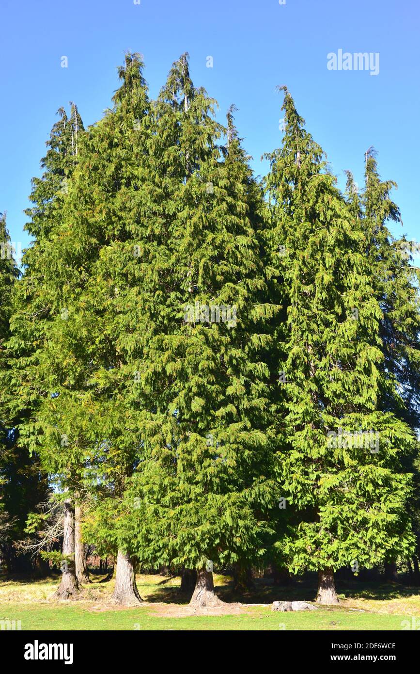 Lawson cypress (Chamaecyparis lawsoniana) is an evergreen coniferous