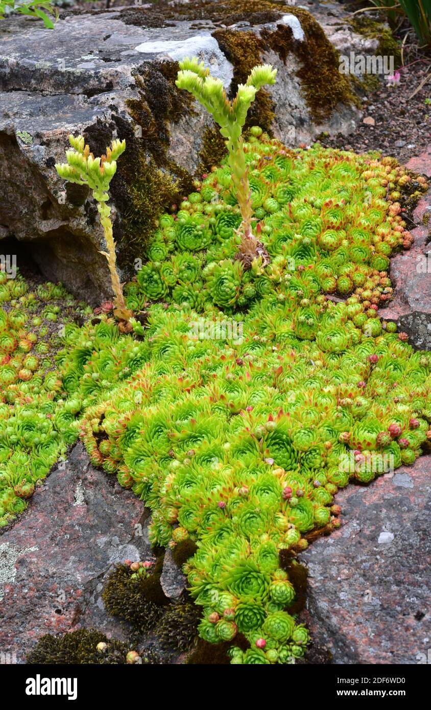 Rolling Hen-and-chicks (Sempervivum globiferum or Jovibarba globifera) is a perennial herb native to Alps, Balkans and Carpathians. Rosettes and Stock Photo