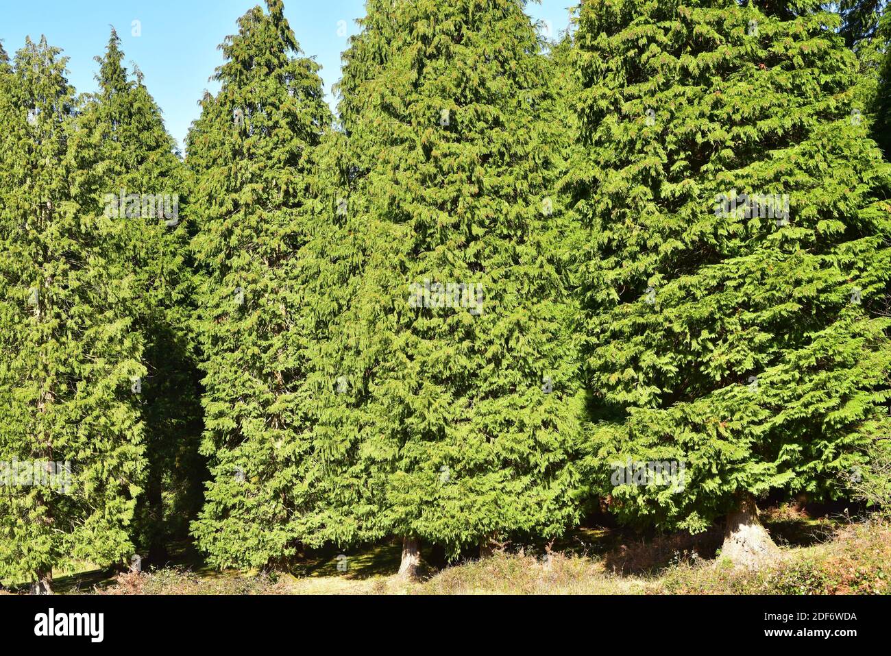Lawson cypress (Chamaecyparis lawsoniana) is an evergreen coniferous