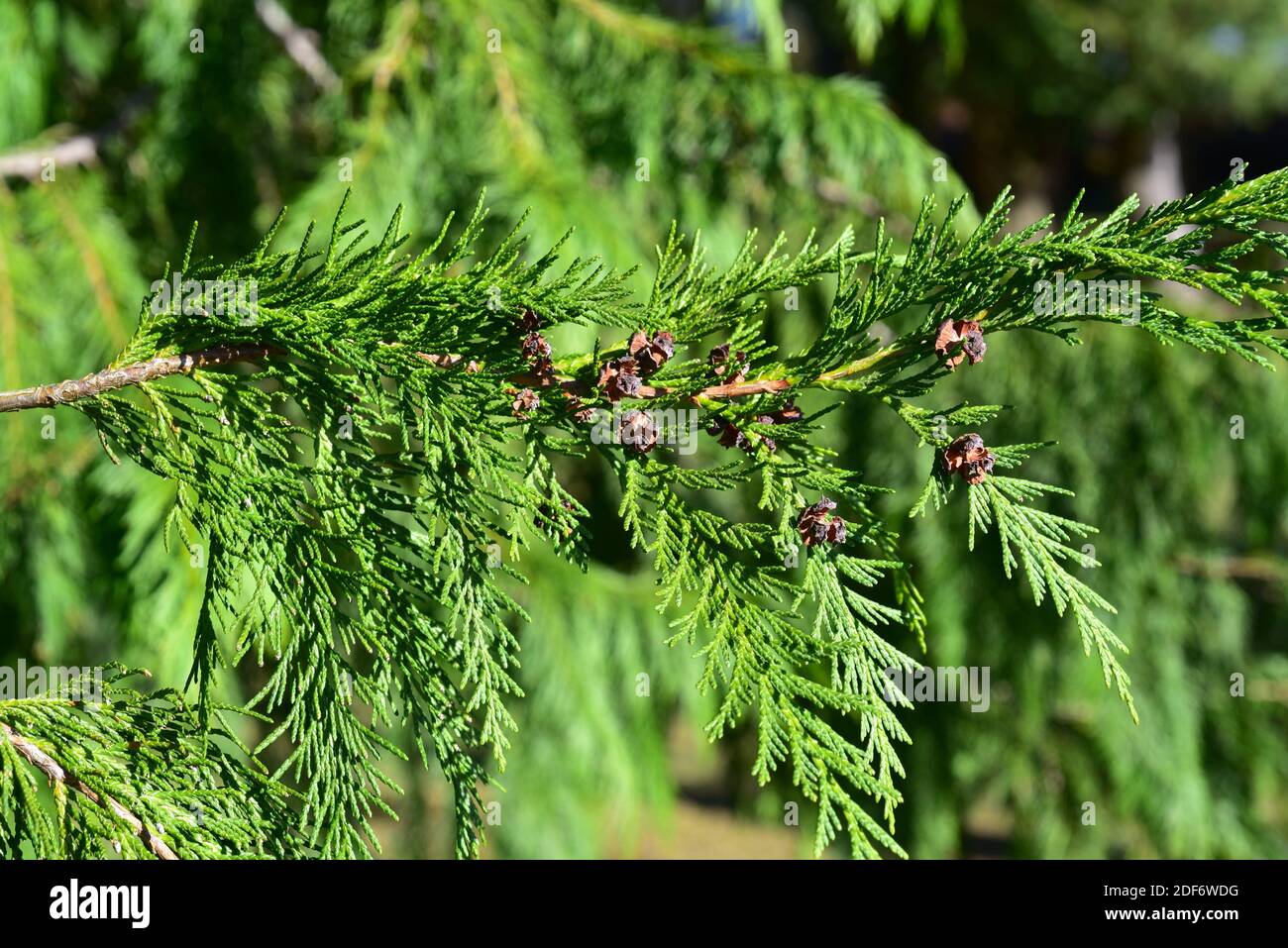 Lawson cypress (Chamaecyparis lawsoniana) is an evergreen coniferous