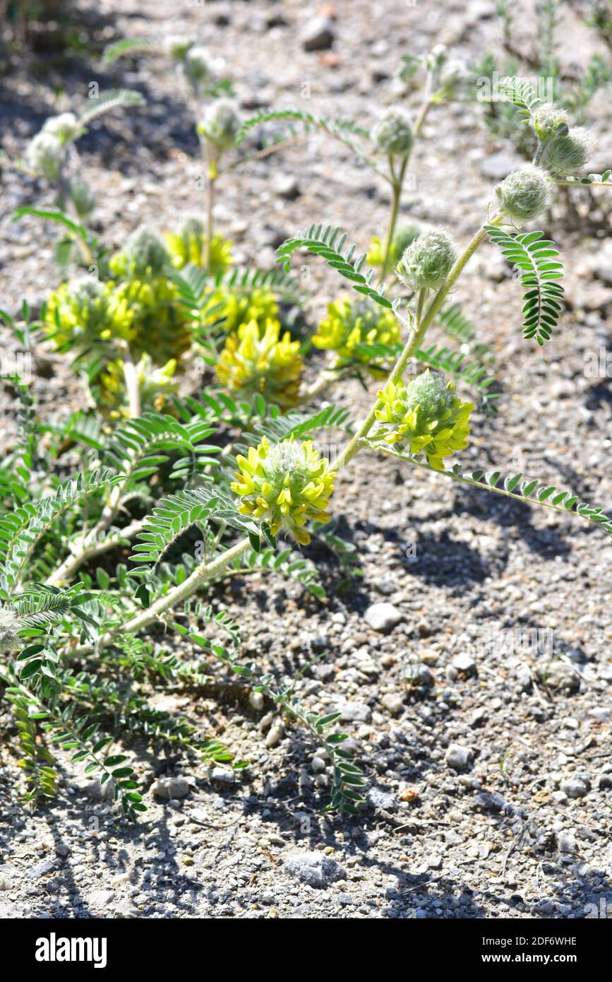 Plant native to spain hires stock photography and images Alamy