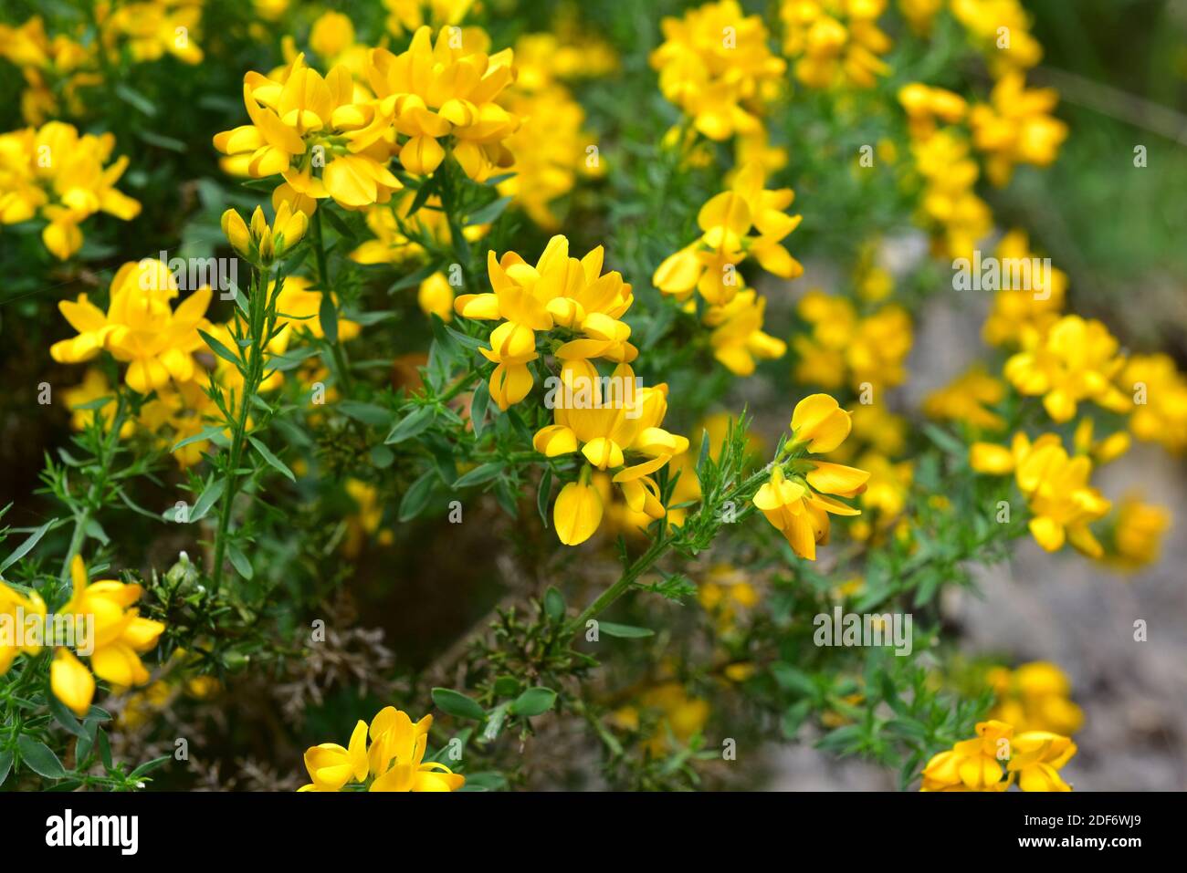 Spanish broom or spanish gorse (Genista hispanica) is a spiny shrub