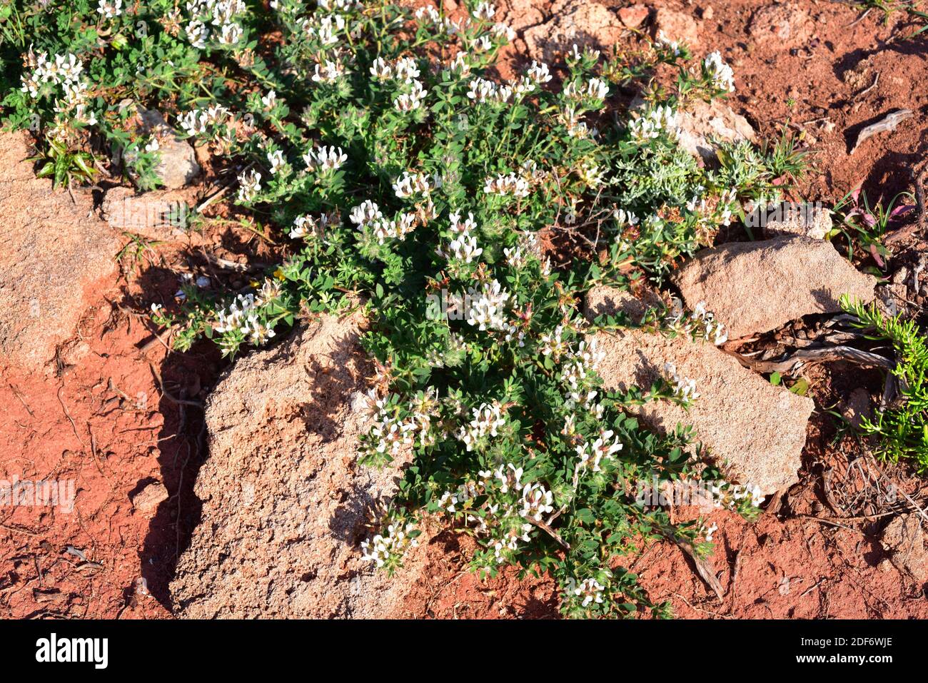 Hairy Canaryclover (Dorycnium hirsutum or Lotus hirsutus) is a