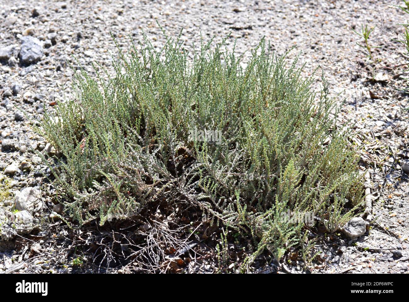 Sea heath (Frankenia thymifolia) is a gypsophile subshrub native to Spain and northern Africa. Stock Photo