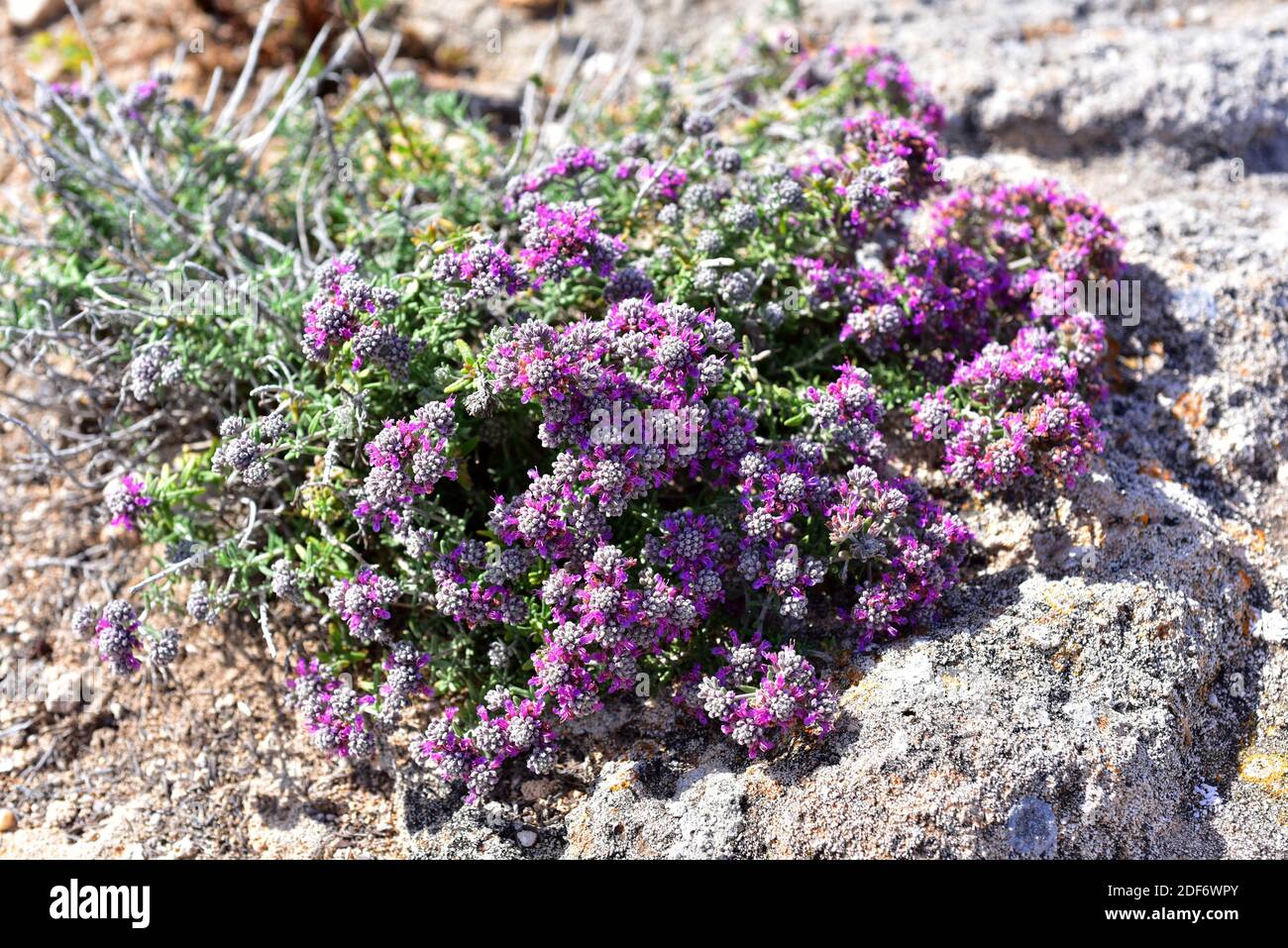 Tomillo blanco or tomillo macho (Teucrium capitatum) is a perennial subshrub native to Meditarranean Basin and western Asia. This photo was taken in Stock Photo