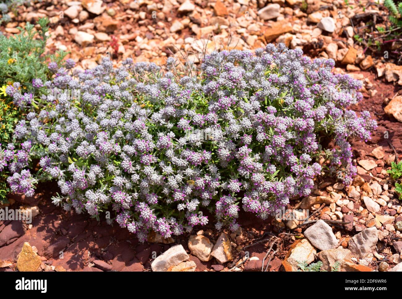 Tomillo blanco or tomillo macho (Teucrium capitatum) is a perennial subshrub native to Meditarranean Basin and western Asia. This photo was taken in Stock Photo