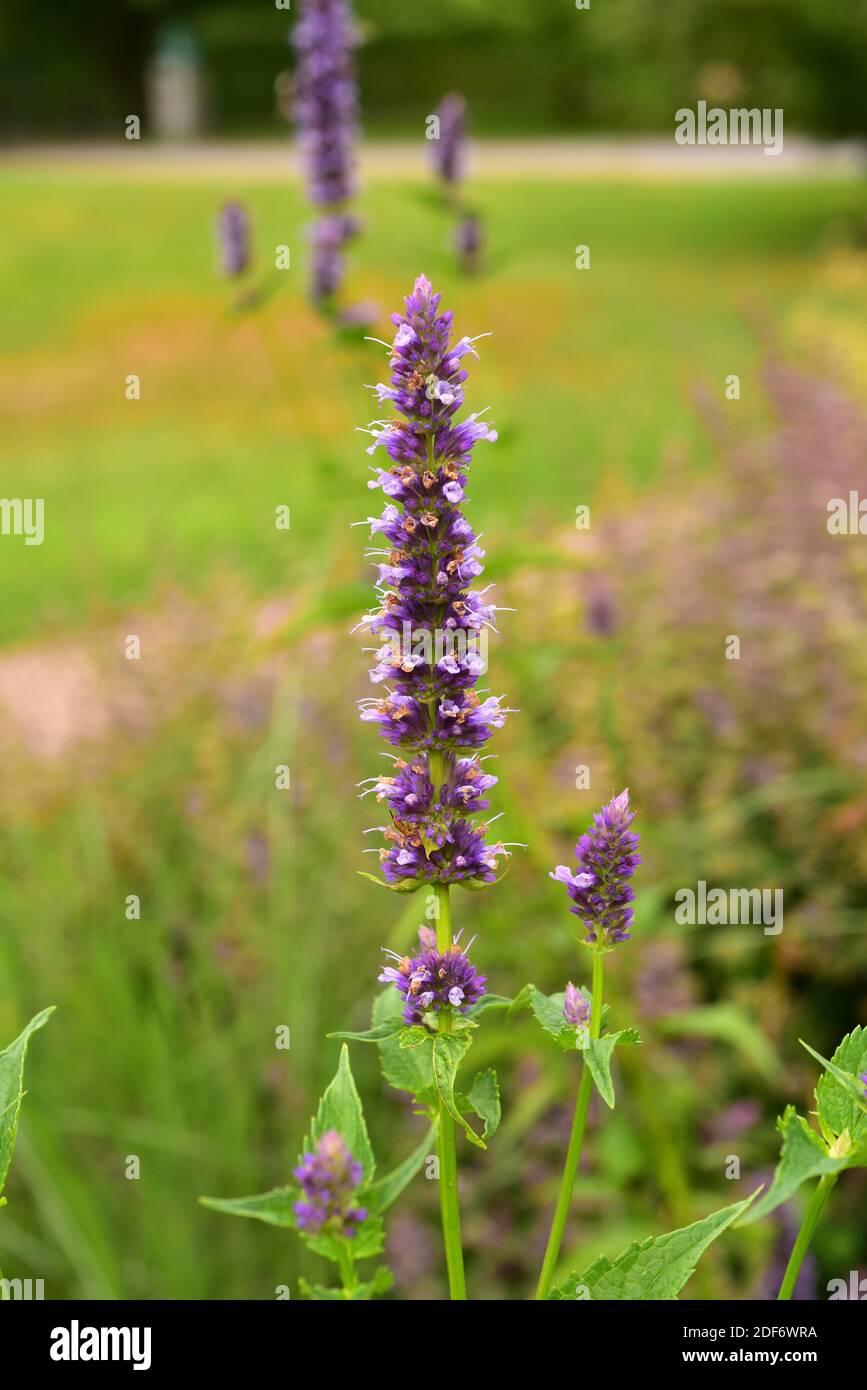 Anise hyssop or blue giant hyssop (Agastache foeniculum) is an