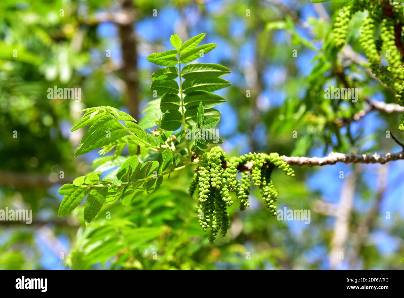 California walnut (Juglans californica) is a deciduous tree or big