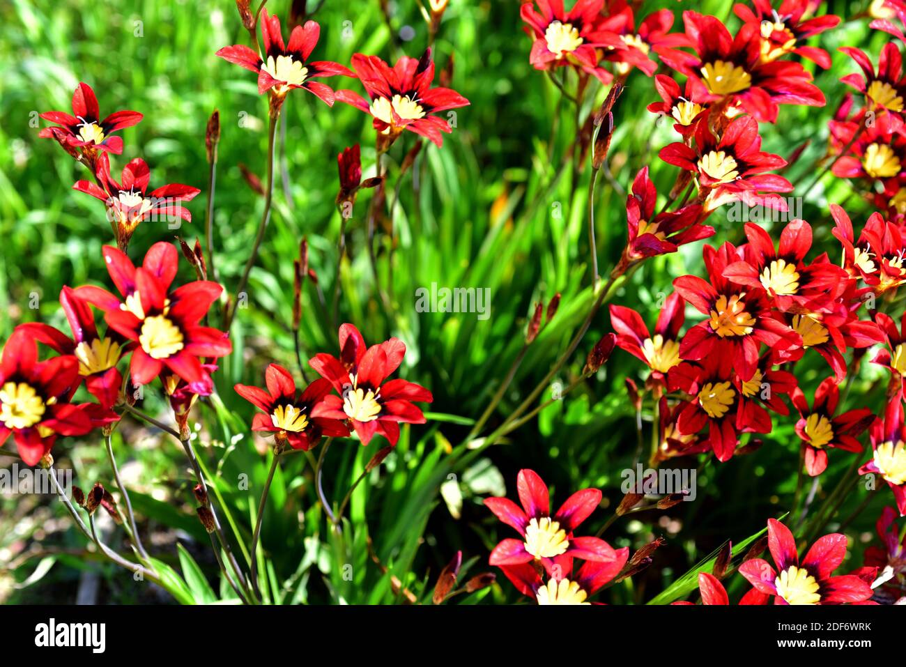 Harlequin flower or wandflower (Sparaxis tricolor) is an ornamental perennial plnat native to South Africa. Flowers detail. Stock Photo