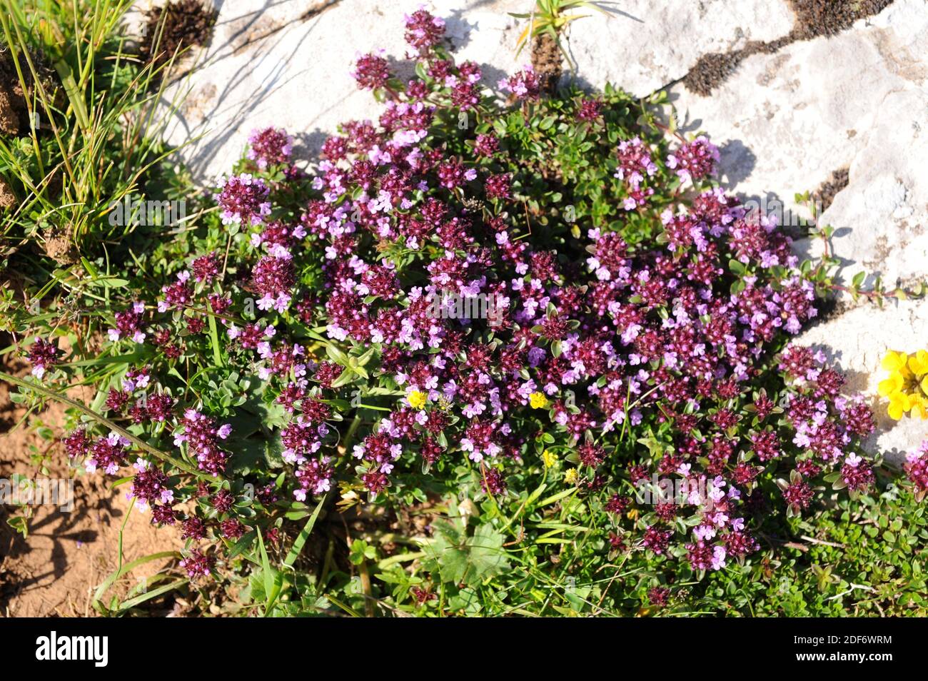 Wild thyme (Thymus serpyllum) is an evergreen shrub native to Eurasia