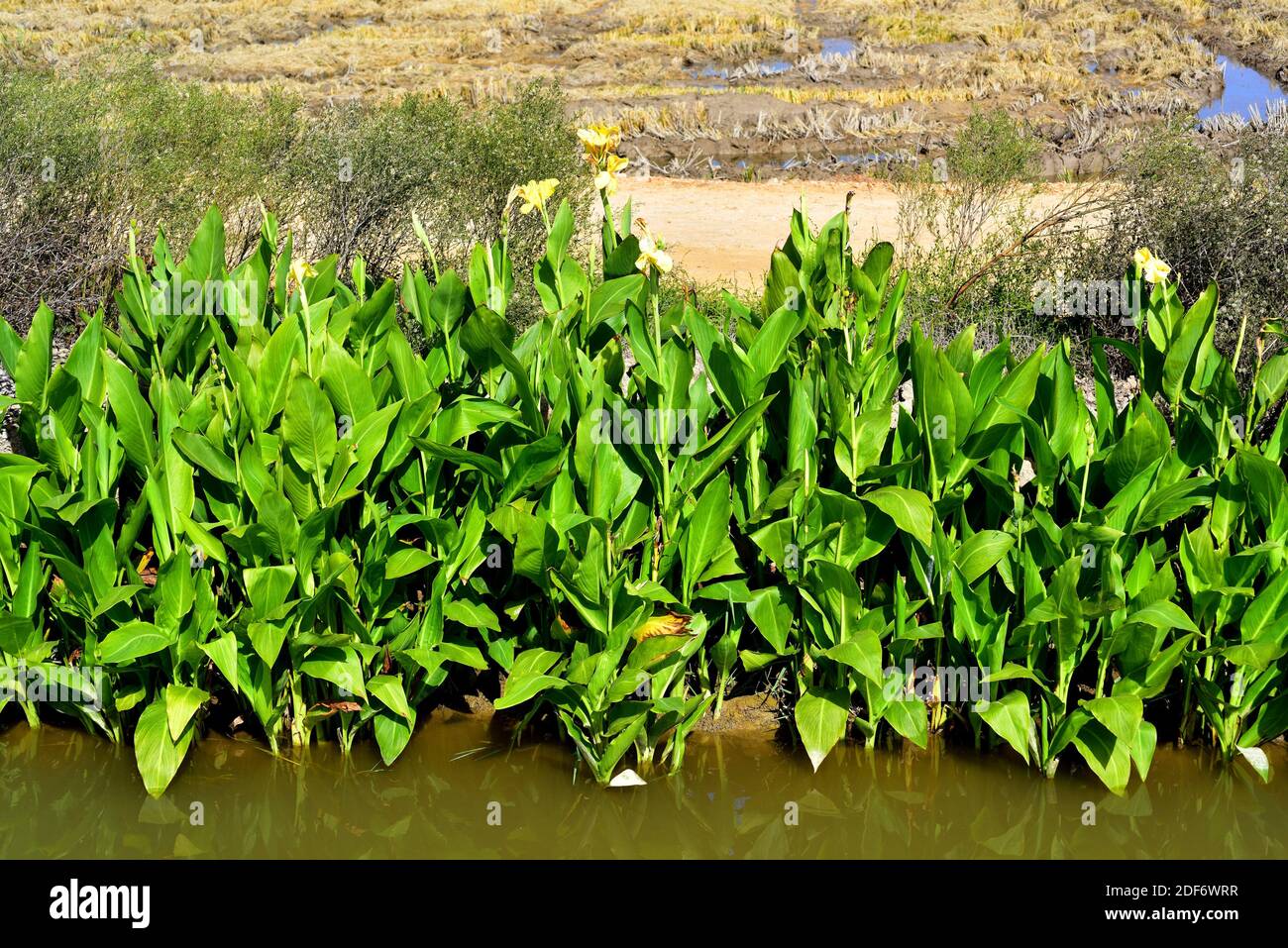 Yellow flag, yellow iris or water flag (Iris pseudacorus) is an aquatic