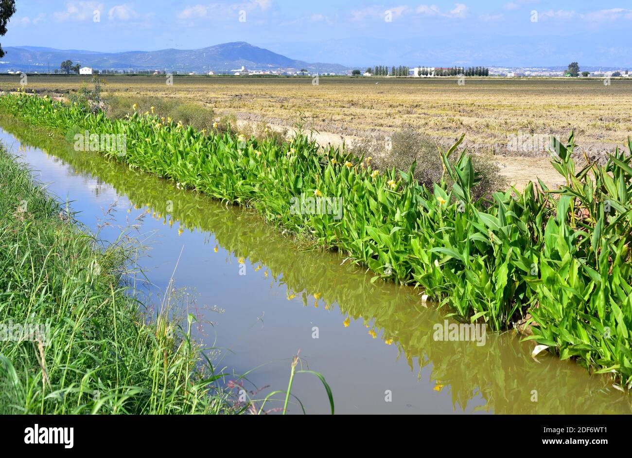 Yellow flag, yellow iris or water flag (Iris pseudacorus) is an aquatic