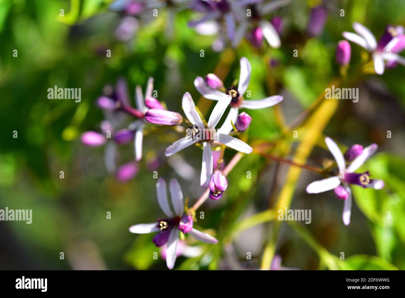 Chinaberry tree (Melia azedarach) is a deciduous ornamental tree native
