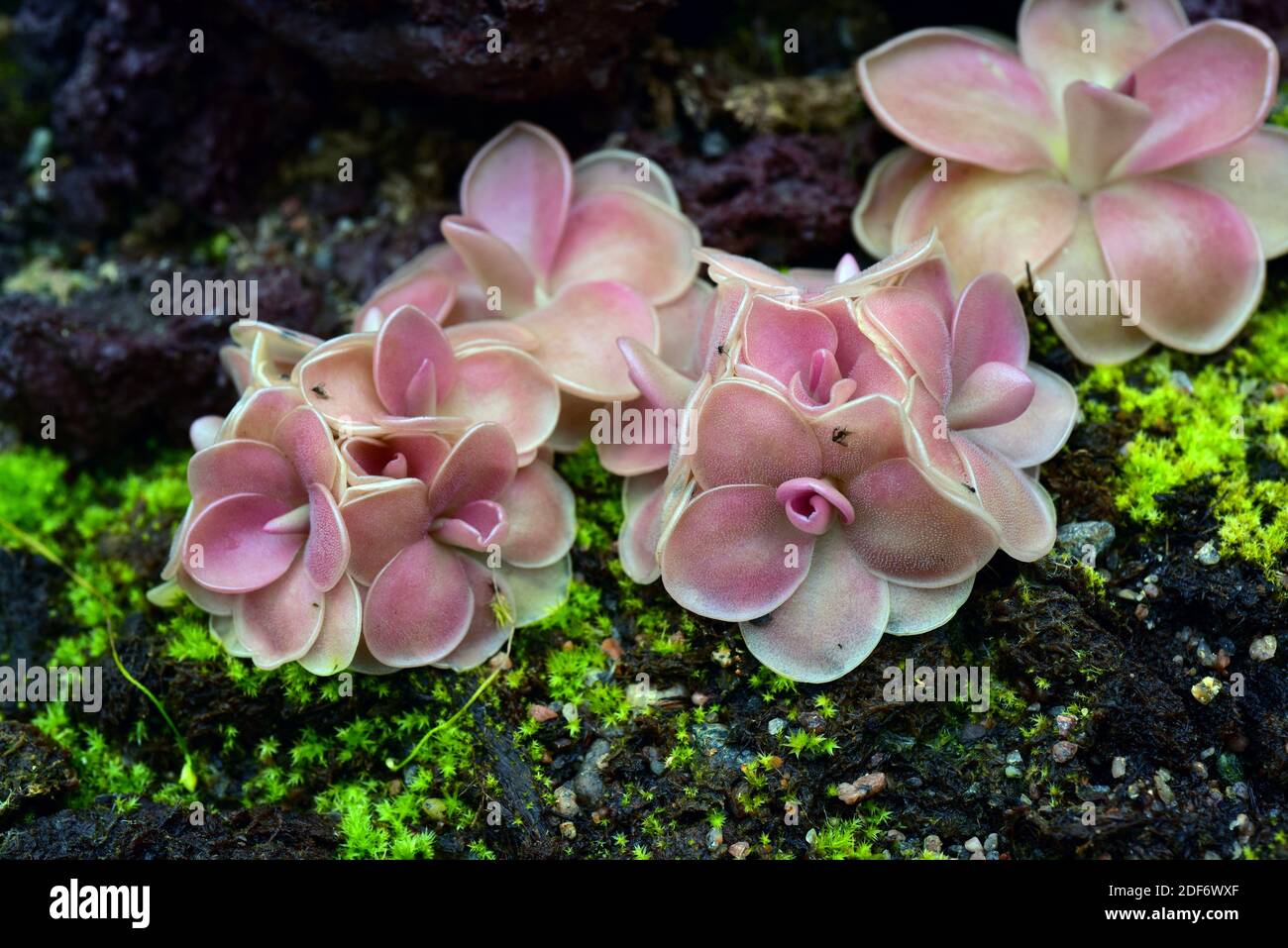 Butterwort (Pinguicula X Weser) is a hybrid carnivorous plant. Stock Photo