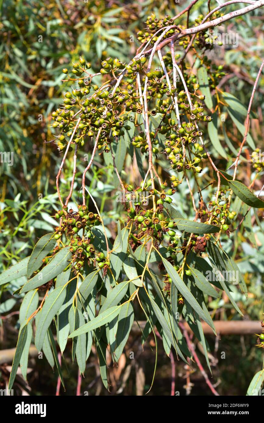 Red mallee (Eucalyptus socialis) is atree native to Australia. Fruits and leaves detail. Stock Photo