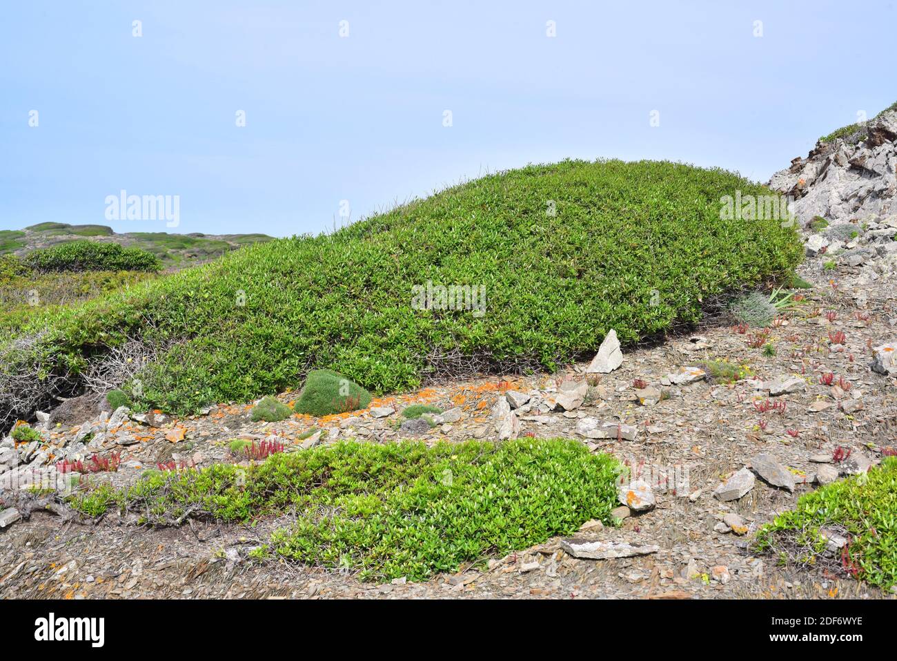 Green olive tree (Phillyrea latifolia) is an evergreen shrub native to