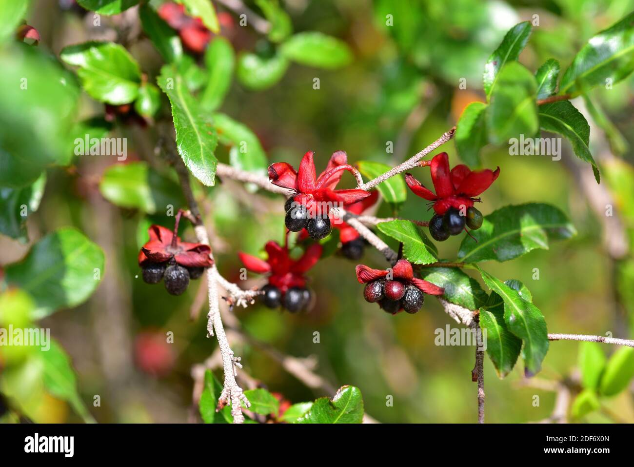 Carnival bush or Mickey Mouse bush (Ochna serrulata) is a shrub native to South Africa. Flowers and leaves detail. Stock Photo