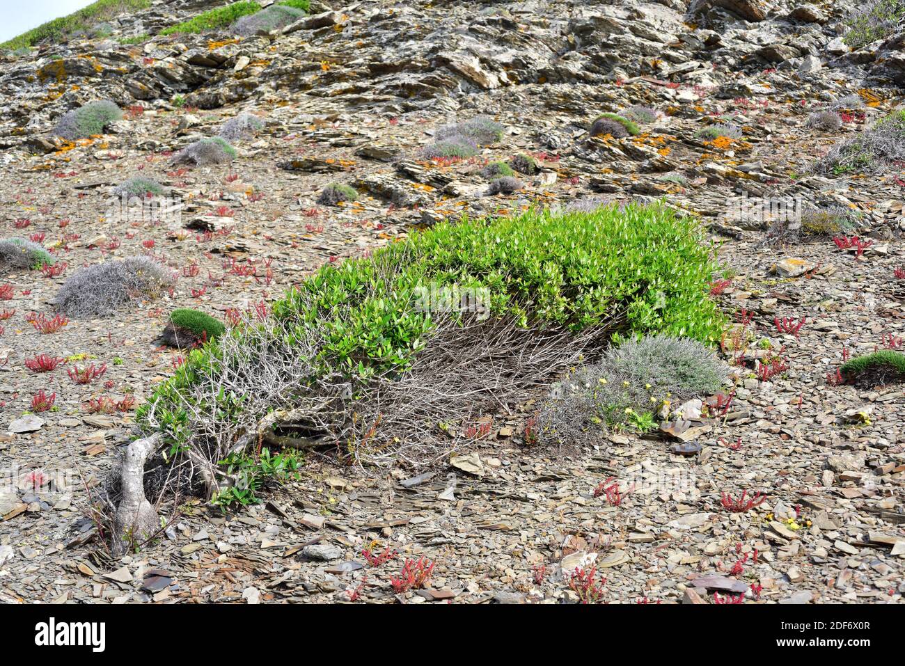 Green olive tree (Phillyrea latifolia) is an evergreen shrub native to