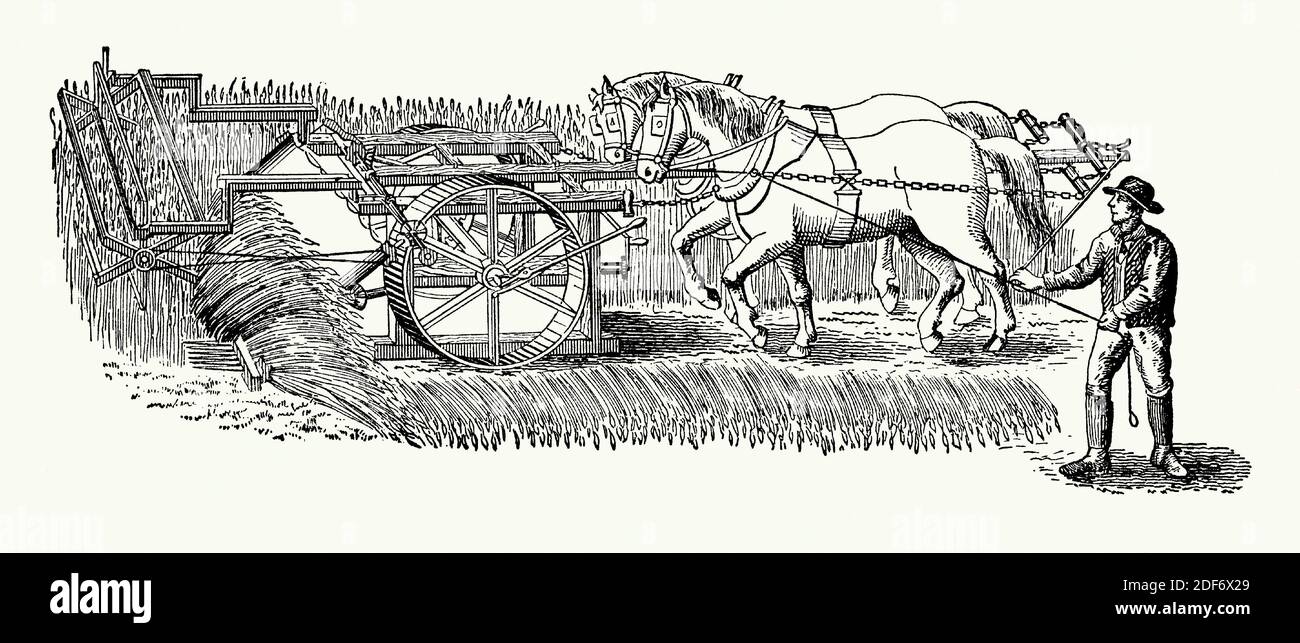 An old engraving of Bell’s reaping machine of 1826. It is from a Victorian book of the 1880s. Scottish inventor Patrick Bell (1799–1869) invented the reaping machine for speeding up the harvest. In 1828 his machine was used with success on his father's farm and others in the district. This reaping machine used a revolving reel to pull the crop over the cutting knife. A canvas conveyor moved the grain and stalks to the side in a windrow. This machine was pushed by livestock and ran on two wheels. Bell never patented for his reaper and never made any financial gain from its success. Stock Photo