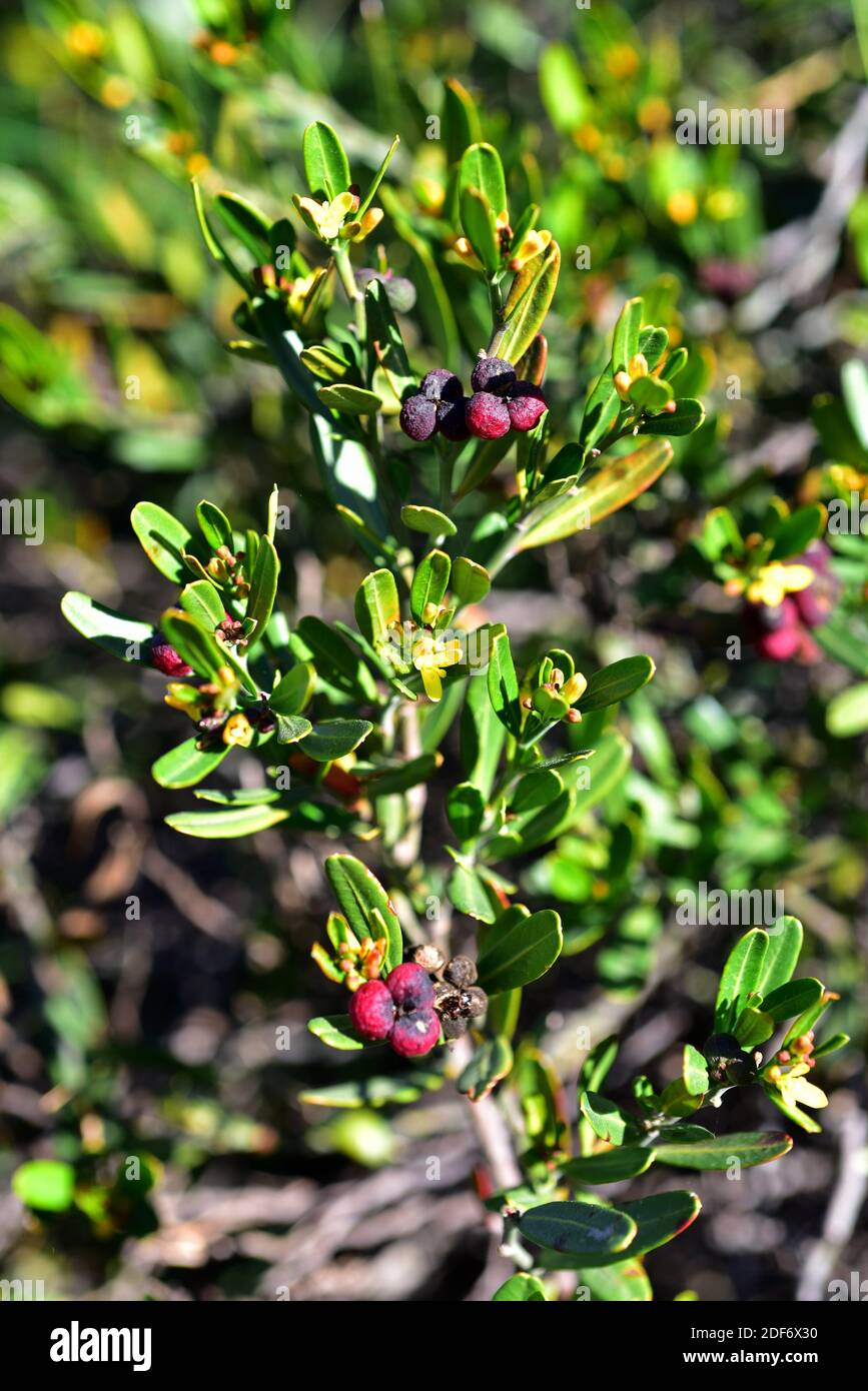 Spurge olive (Cneorum tricoccon or Cneorum tricoccum) is an evergreen shrub native to western Mediterranean Basin. Flowers and fruits detail. Stock Photo