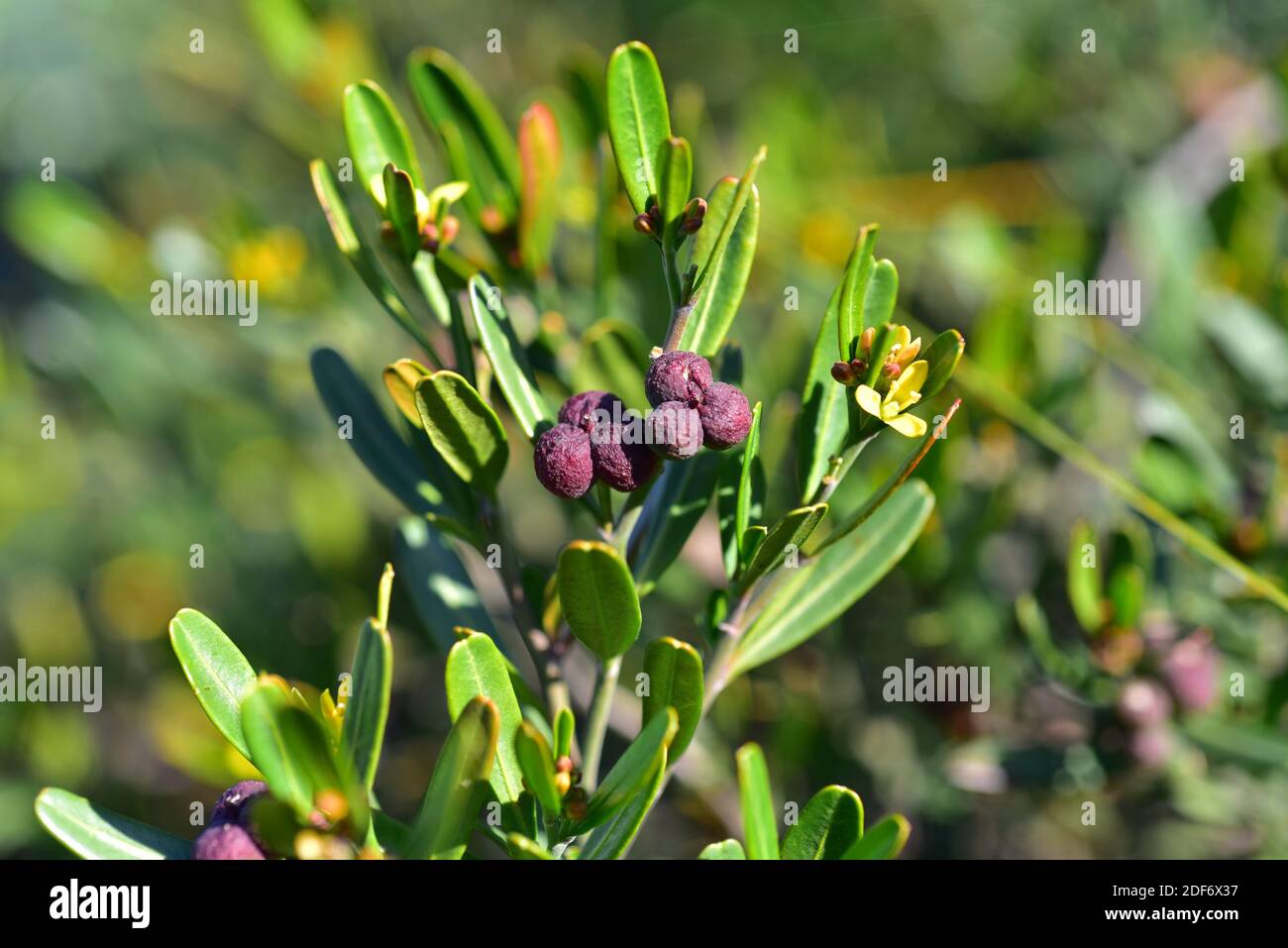 Spurge olive (Cneorum tricoccon or Cneorum tricoccum) is an evergreen shrub native to western Mediterranean Basin. Flowers and fruits detail. Stock Photo