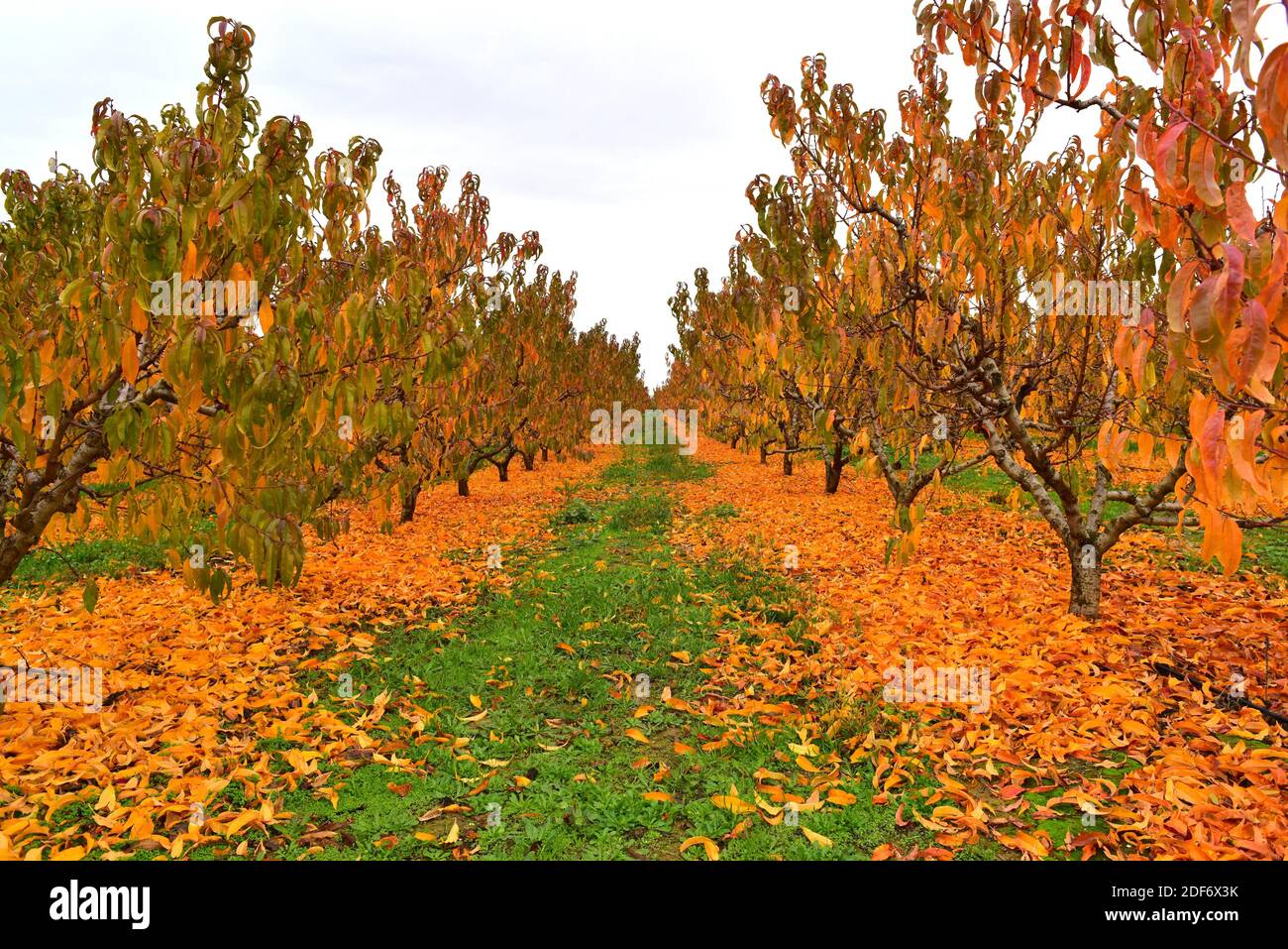 Peach field (Prunus persica) in autumn. This photo was taken in Torres de Segre, Lleida province, Catalonia, Spain. Stock Photo