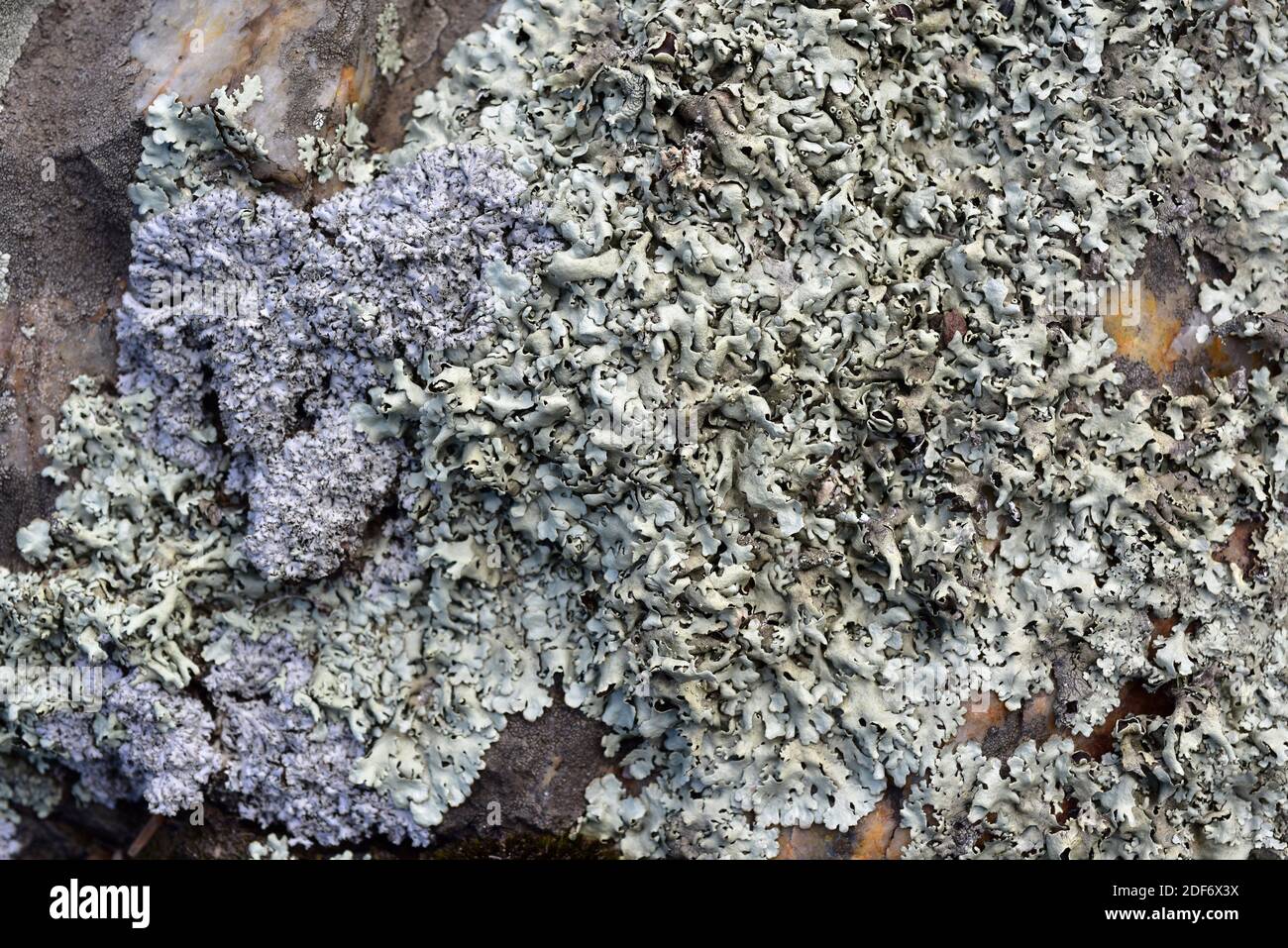 Foliose lichen Parmelia scortea. Les Alberes, Girona province, Catalonia, Spain. Stock Photo