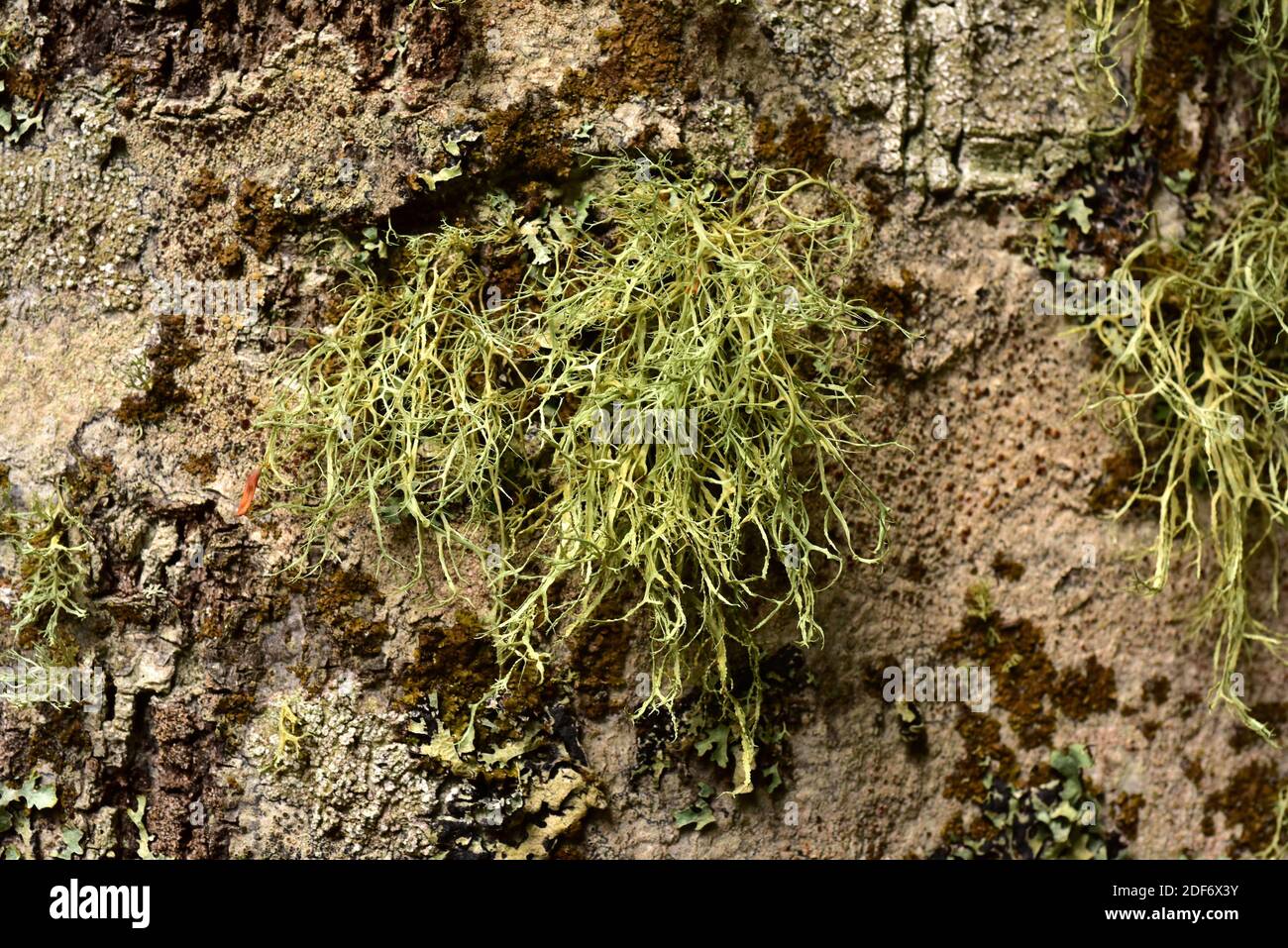 Fruticose lichen Ramalina farinacea. Val d'Aran, Lleida province, Catalonia, Spain. Stock Photo