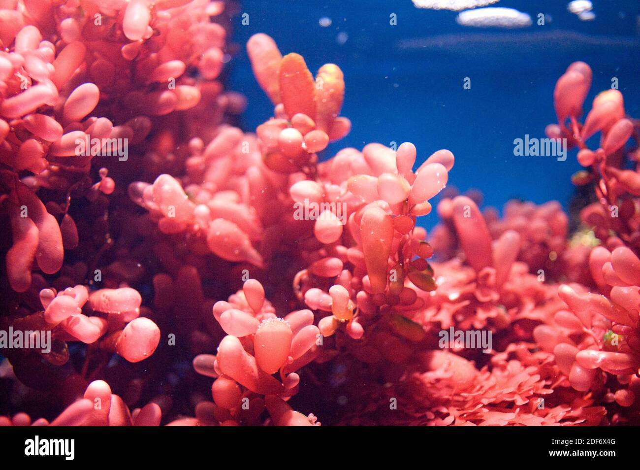 Botryocladia pseudodichotoma or Chrysymenia pseudodichotoma is a marine