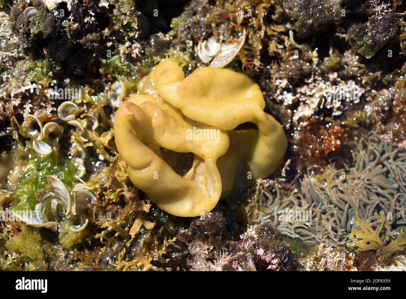 Oyster thief or sinuous ballweed (Colpomenia sinuosa) is a marine brown alga present in temperate seas. At right Anemonia sulcata tentacles. This Stock Photo