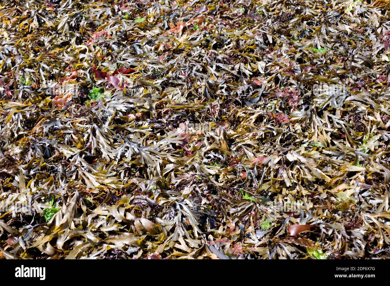 Serrated wrack (Fucus serratus) is a brown alga native to Atlantic Ocean. This photo was taken in Brittany coast, France. Stock Photo