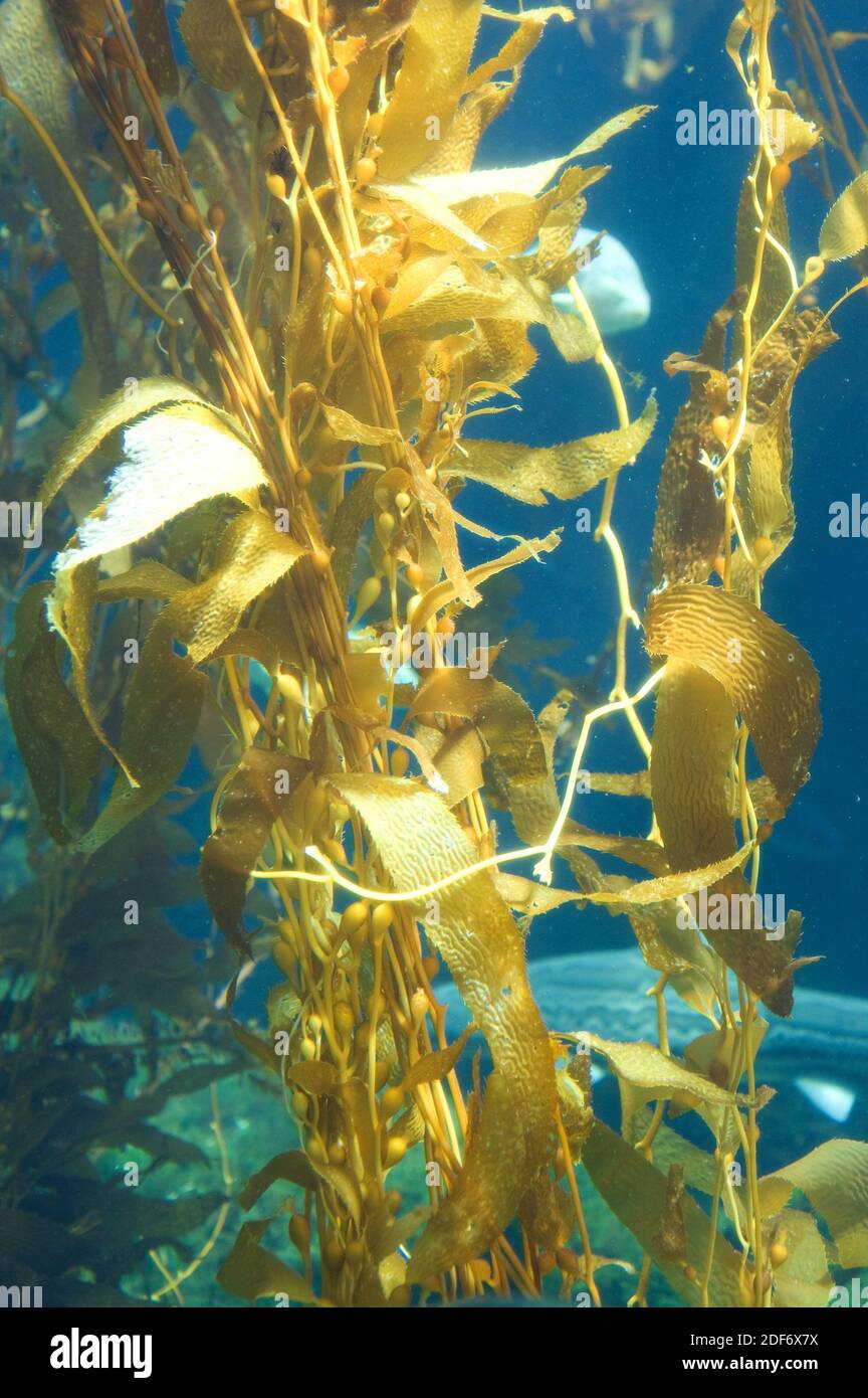 Giant kelp (Macrocystis pyrifera) is a brown alga native to Pacific and Atlantic Oceans. Stock Photo