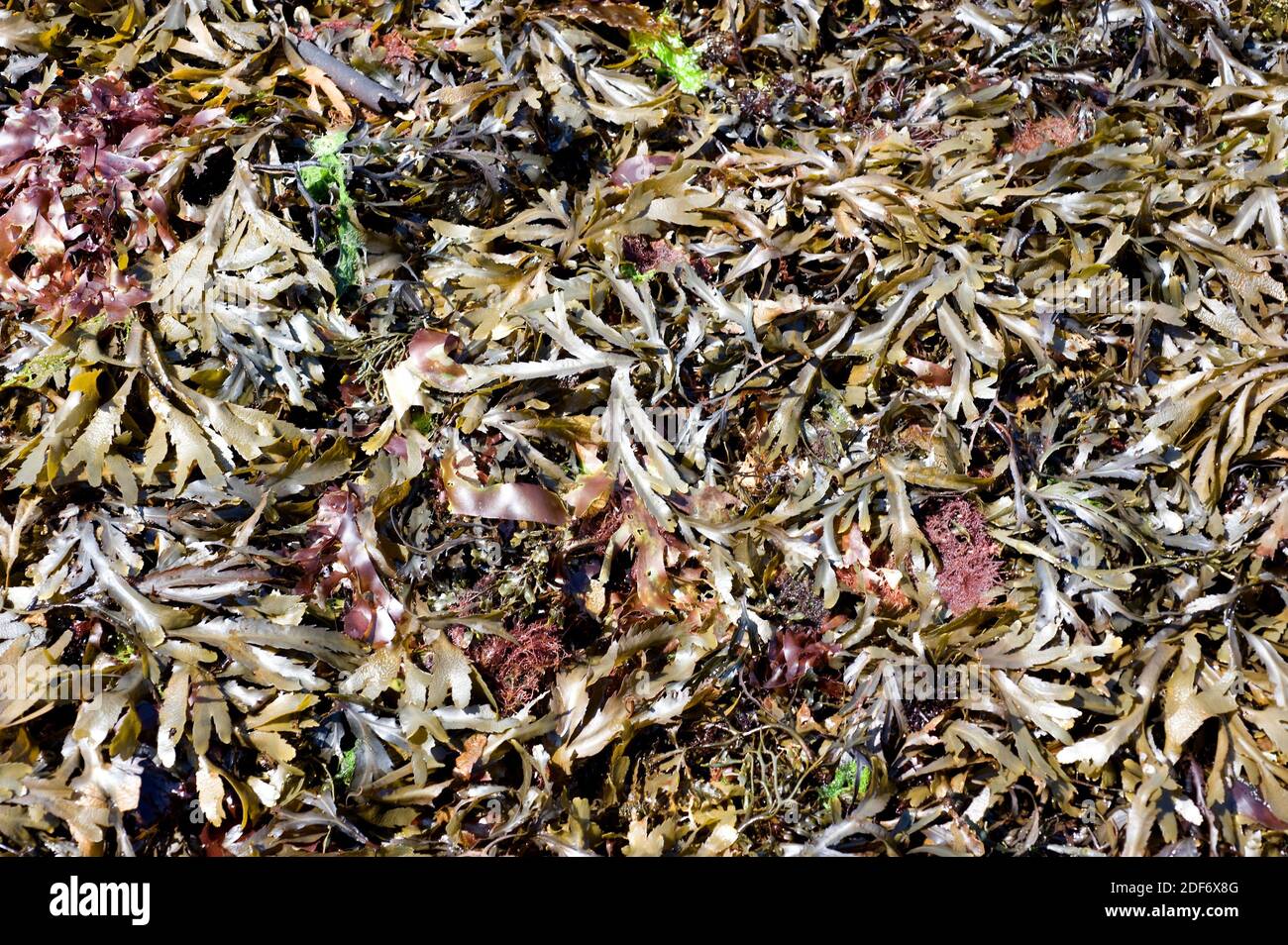 Serrated wrack (Fucus serratus) is a brown alga native to Atlantic Ocean. This photo was taken in Brittany coast, France. Stock Photo
