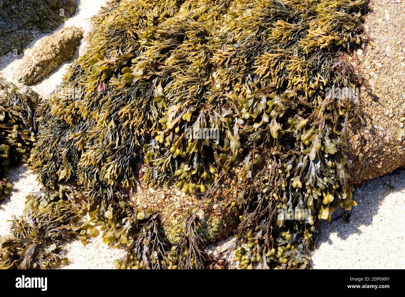 Above green sea fingers (Codium fragile) and under spiral wrack (Fucus spiralis) two brown algae. This photo was taken in Brittany, France. Stock Photo
