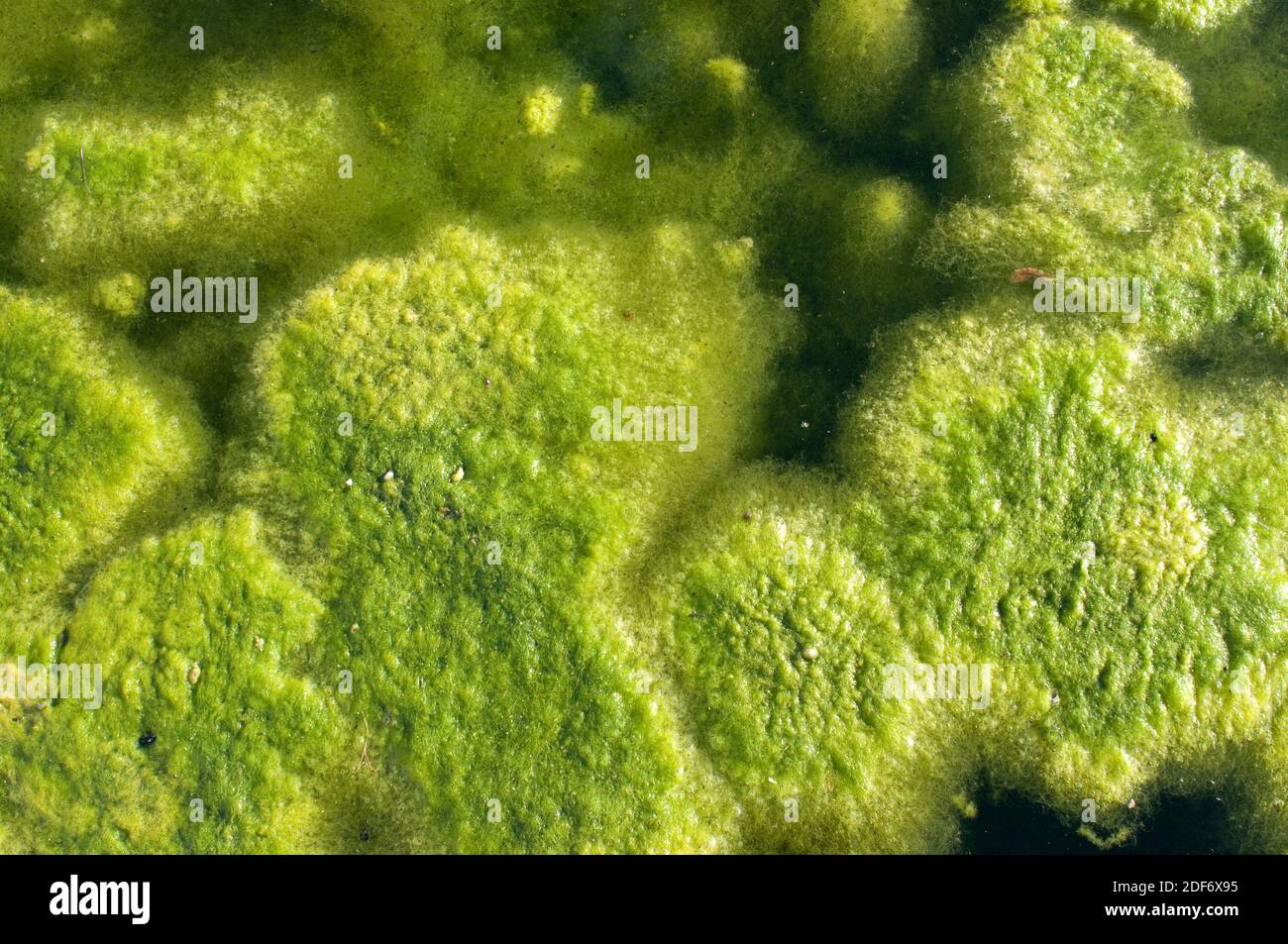 Water silk (Spirogyra sp. ) is a genus of freshwater algae. Stock Photo