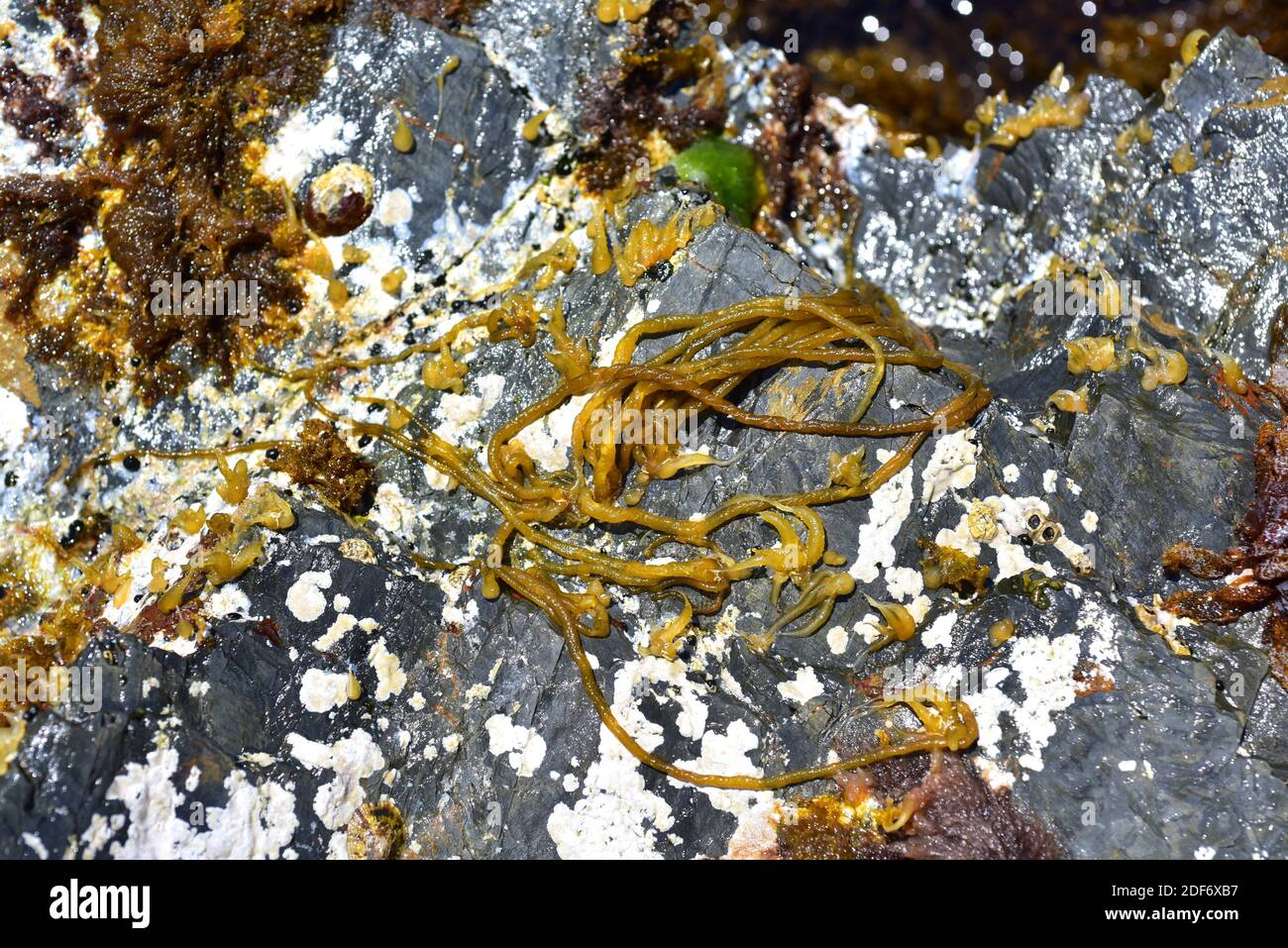 Nemalion helminthoides is a tubular red alga. This photo was taken in Cap Ras, Girona province, Catalonia, Spain. Stock Photo