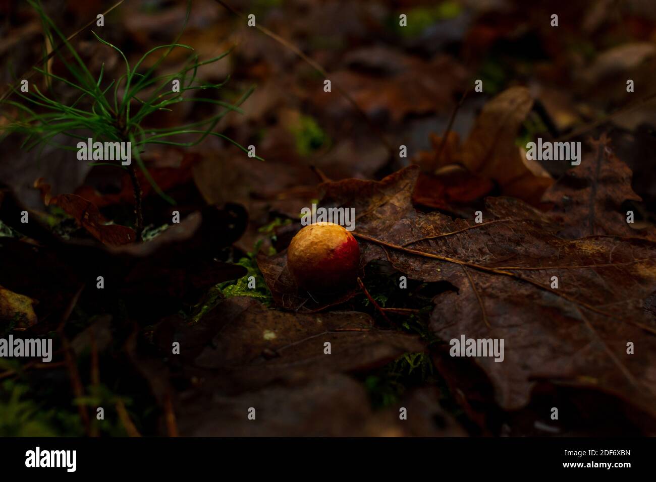 Oak tree autumn color leaf into the forest with variegated growing ball on it, oak leaf nature illness Stock Photo