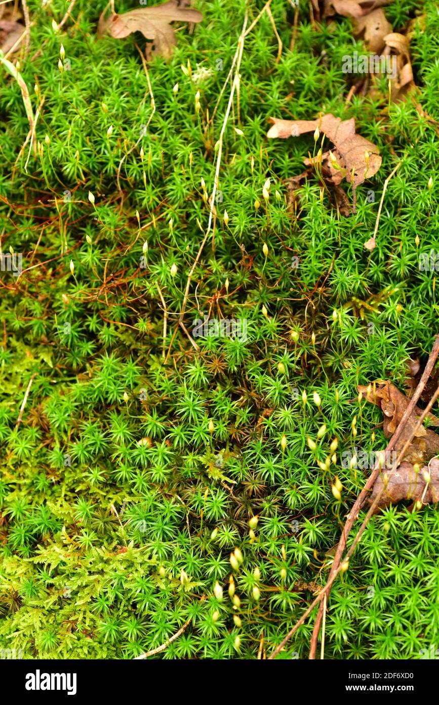 Common haircap (Polytrichum commune) is a cosmopolitan species of moss. This photo was taken in Muniellos Biosphere Reserve, Asturias, Spain. Stock Photo