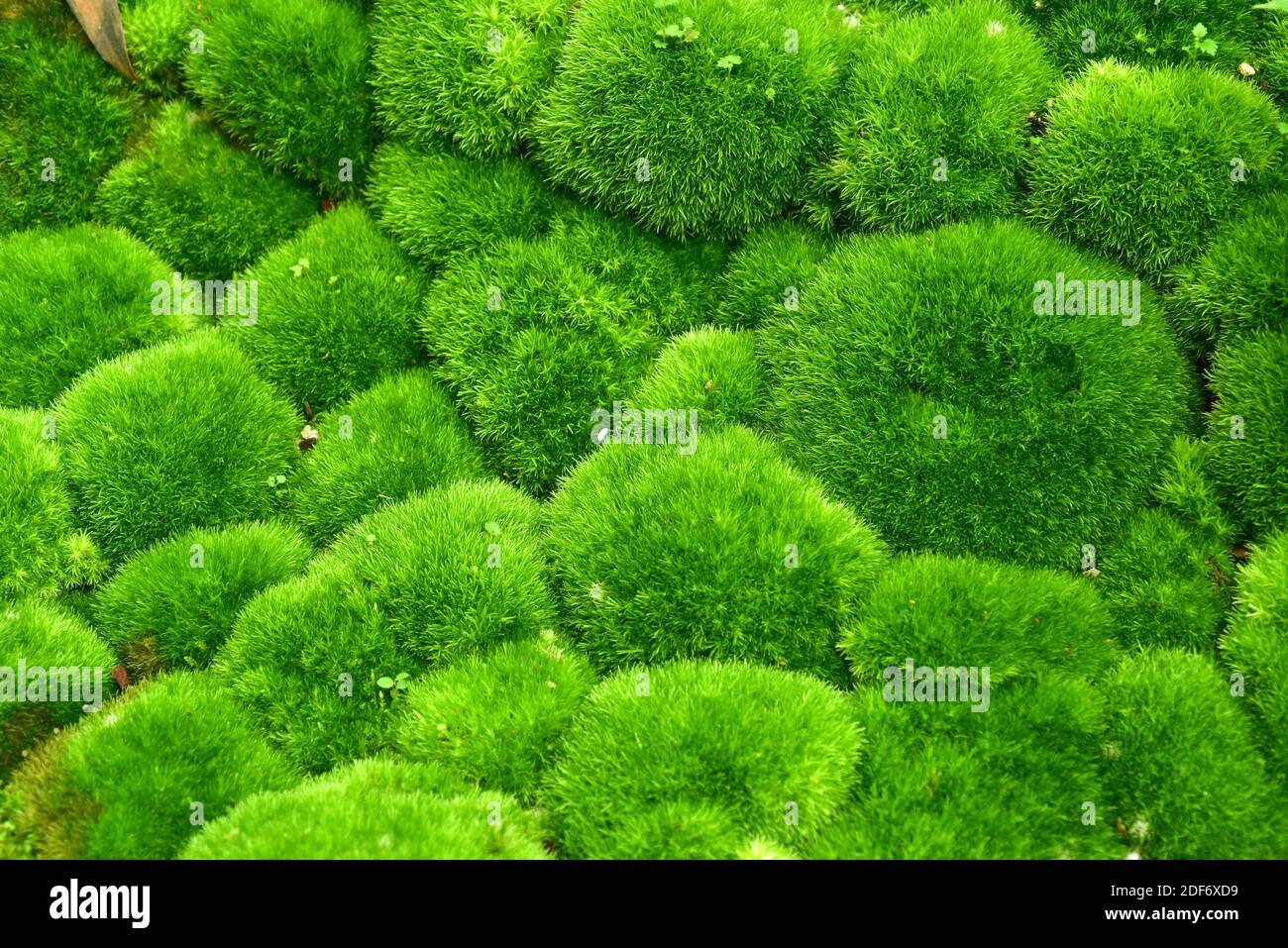Pincushion moss (Leucobryum glaucum) is an evergreen cushion moss. Stock Photo